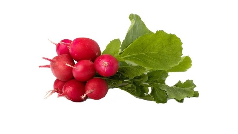 Reďkovka červená zväzková/Ks