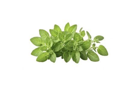 Oregano čerstvé balené 30g