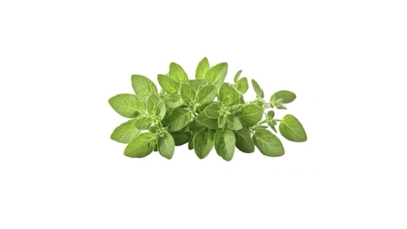 Oregano čerstvé balené 30g