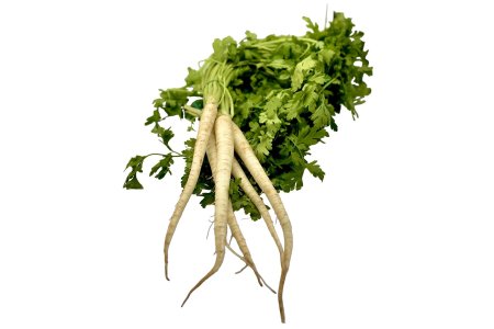 Petržlen zväzkový /ks