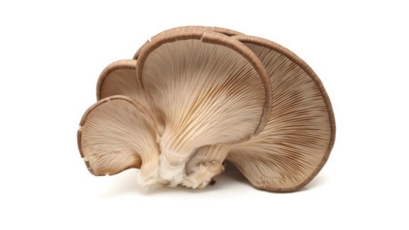 Hliva ustricová voľná Kg